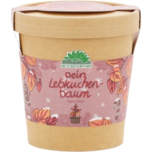  Cercidifil iz lončka - 1 k. Cene