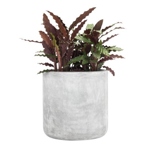 Olimp Sport Saksija Boowl Cene