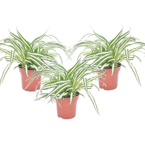 Plant in a Box rastlina pajek - 3 kos - chlorophytum comosum 'atlantic' - V25-40cm - ⌀12cm, (21758014) Cene
