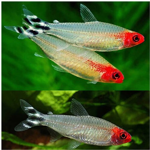 Akvarijum Centar Hemigrammus rhodostomus Cene