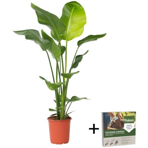 Plant in a Box strelicija - strelitzia nicolai - višina 90-110cm - ⌀21cm, (21823633) Cene