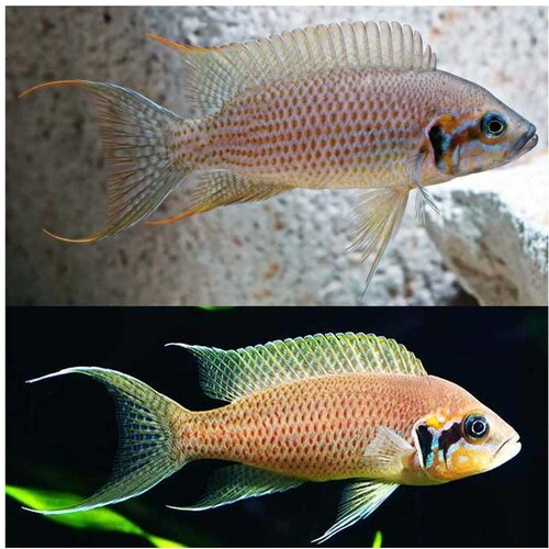 Akvarijum Centar Fire tip brichardi Slike