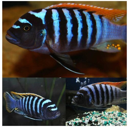 Akvarijum Centar red top black bar zebra Cene