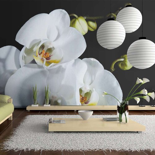  Tapeta - Phalaenopsis 450x270 Slike