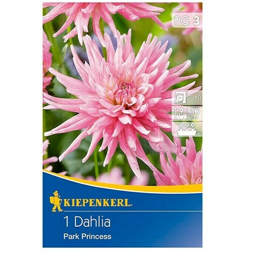 KIEPENKERL Lukovice jesenskog cvijeća (Dahlia 'Park Princess', 1 Kom.) Cijene