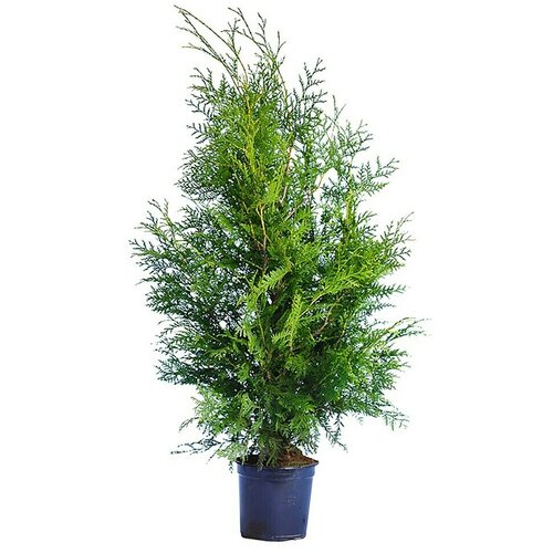  Thuja occidentalis Brabant (Thuja occidentalis "Brabant", Trenutna visina rasta: 160 cm - 180 cm) Cijene