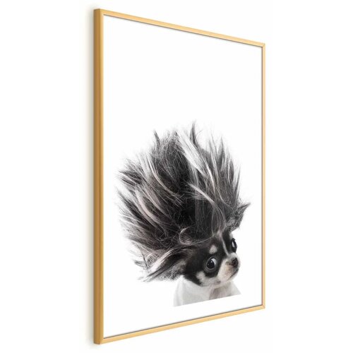  Plakat - Chihuahua 29.7x42 Zlatni okvir s margom Cijene