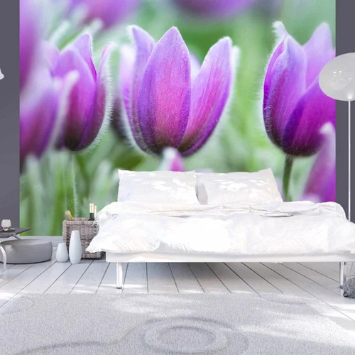  tapeta - Purple spring tulips 350x270