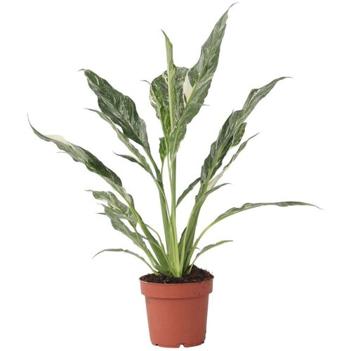 Plant in a Box spatifil - spathiphyllum &amp;#039;diamond&amp;#039; - vi&amp;scaron;ina 40-50cm - ⌀12cm, (21758136) Slike