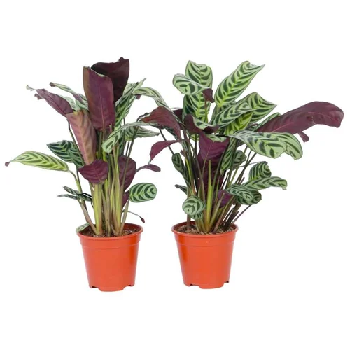 Plant in a Box marant - 4 kos - ctenanthe 'burle-marxii' - višina 25-40cm - ⌀12cm, (21757859)