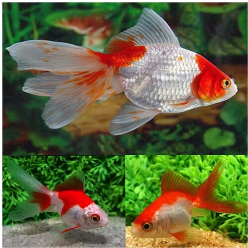 Akvarijum Centar goldfish red & white Cene