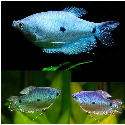 Akvarijum Centar Trichopodus trichopterus plavi Cene