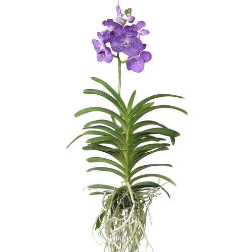 Plant in a Box orhideja vanda - vanda 'magic royal blue' - višina 55-65cm, (21757947) Cene