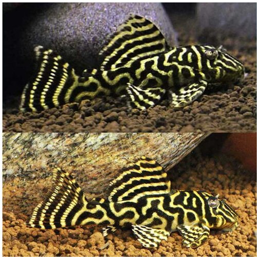 Akvarijum Centar L340 mega clow pleco Cene