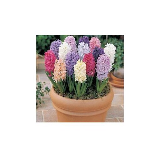  Hyacinthe mixx12 Cijene