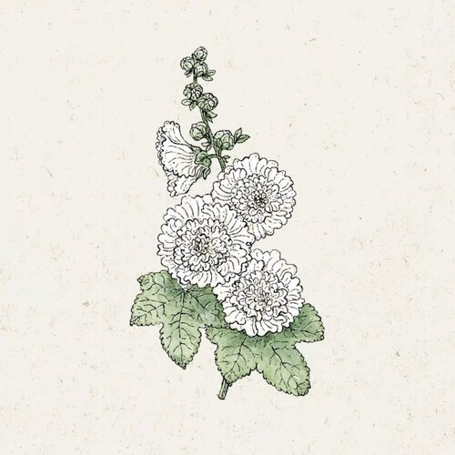 Jora Dahl Alcea rosea "Queeny White" (Rožlin) - 1 pkt. Cene