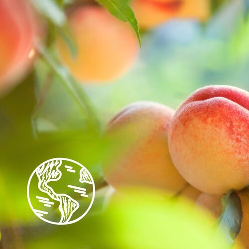 Le Petit Marseillais Extra Gentle Shower Gel Organic White Peach & Organic Nectarine hidratantni i osvježavajući gel za tuširanje 250 ml za žene Cijene