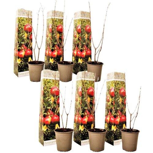 Plant in a Box granatno jabolko - 6 kos - punica granatum - vi&amp;scaron;ina 25-40cm - ⌀9cm, (21757780) Slike