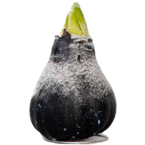 Plant in a Box Amarilis - hippeastrum &amp;#039;Wax Snow Black&amp;#039; - Cvetna čebulica - Rdeča, (21739776) Slike