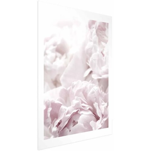  Plakat Fluffy Peonies 40x60 Cene