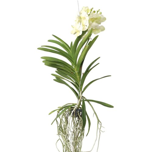 Plant in a Box orhideja vanda - vanda 'tayanee white' - višina 45-55cm, (21757970) Cene