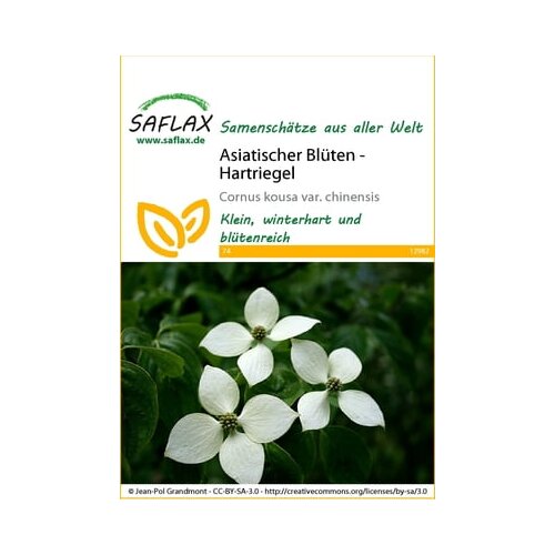 Saflax Azijsko cvetje - dren Cene