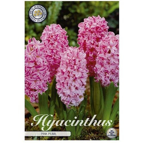  Cvjetne lukovice Zumbul Orientalis Pink Pearl (Roza, Botanički opis: Hyacinthus) Cijene