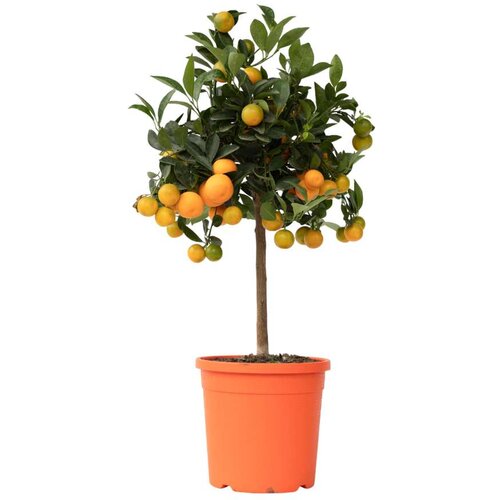 Plant in a Box kalamondin - citrus mitis 'calamondin' - višina 55-65cm - ⌀19cm, (21757665) Cene