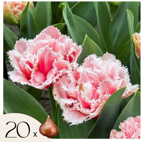 Plant in a Box Tulipani čebulice - 20 kos - Tulipa 'Queensland' - Cvetne čebulice - Roza, (21755612) Cene