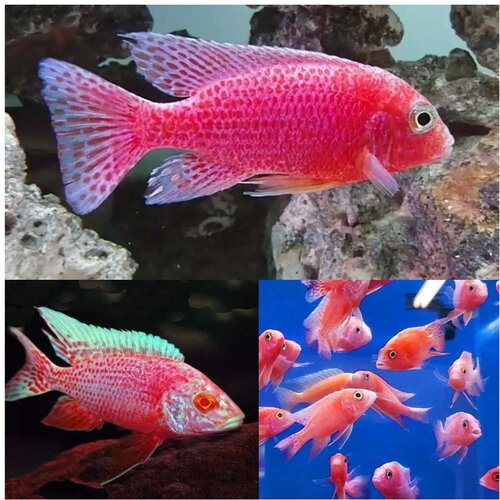 Akvarijum Centar strawberry peacock Cene