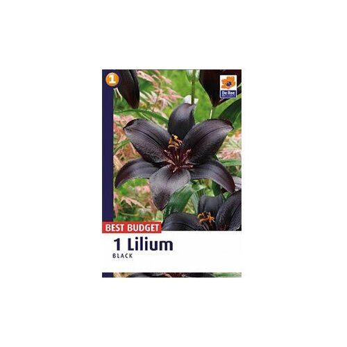  Ljiljan A1 Black 14/16 AG Cijene