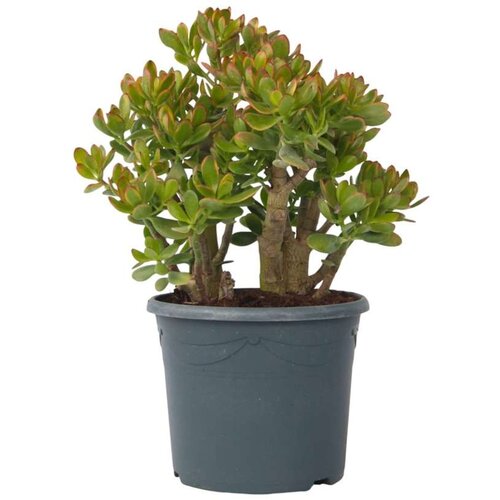 Plant in a Box okroglolistna tolstolistnica - crassula ovata 'sunset' - višina 55-60cm - ⌀30cm, (21757924) Cene