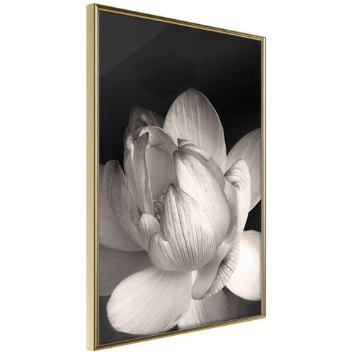  Poster - Delicacy of a Flower 30x45 Slike