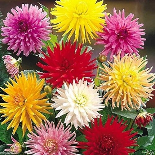 Royal De Ree Lukovica Georgina, dalija - Dahlia Cactus Mix 3/1 Cene