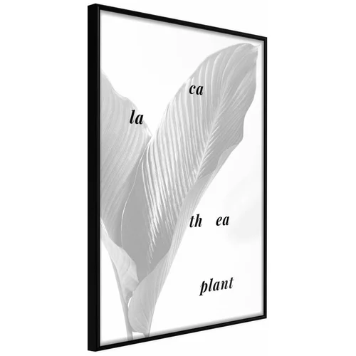 Poster - Calathea Leaves 20x30