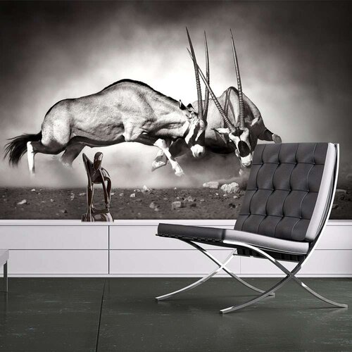  Tapeta - Gemsbok fight 200x154 Cijene