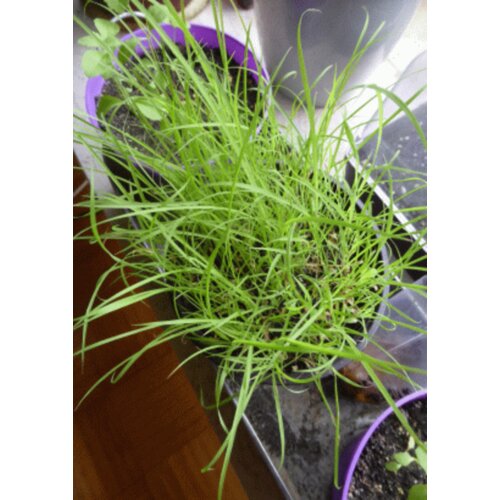 TROPICA Limonska trava - 50 zrn. Cene