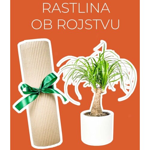 Dzungla plants rastlina ob rojstvu otroka (nolina) Cene