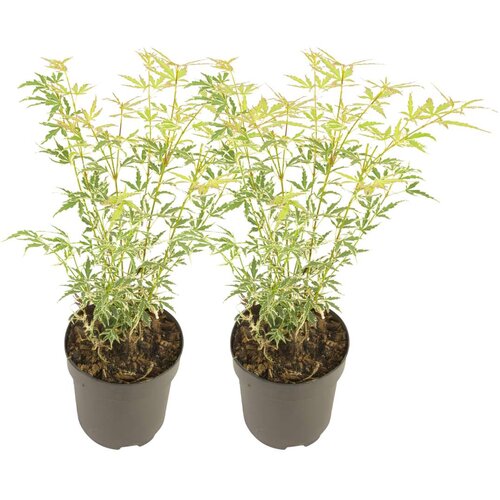 Plant in a Box japonski javor - 2 kosi - acer palmatum 'butterfly' - višina 35-55cm - ⌀15cm, (21814285) Cene