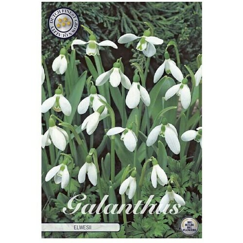  Cvjetne lukovice Galanthus Elwesiis White Visibaba (Bijela, Botanički opis: Galanthus) Cijene