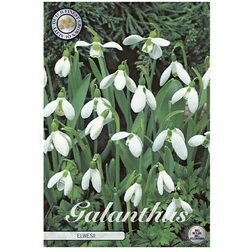  Cvjetne lukovice Galanthus Elwesiis White Visibaba (Bijela, Botanički opis: Galanthus)