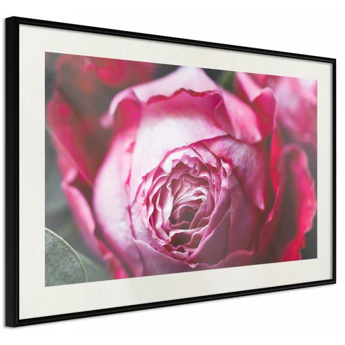  Poster - Blooming Rose 45x30