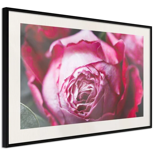  Poster - Blooming Rose 45x30