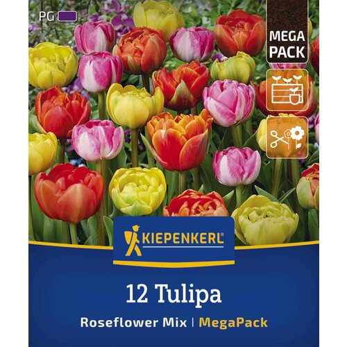 KIEPENKERL Mega pakiranje poznih tulipanov "Roseflower Mix" - 12 k. Cene