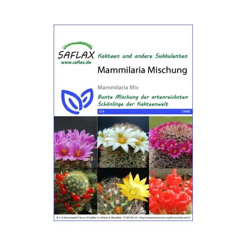 Saflax Mešanica Mammilaria Cene