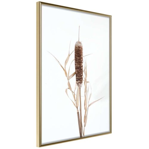  Poster - Typha 40x60 Slike