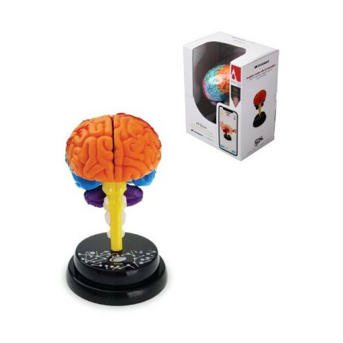 Model ljudskog mozga 4d 35001 ( 95/35001 ) Slike