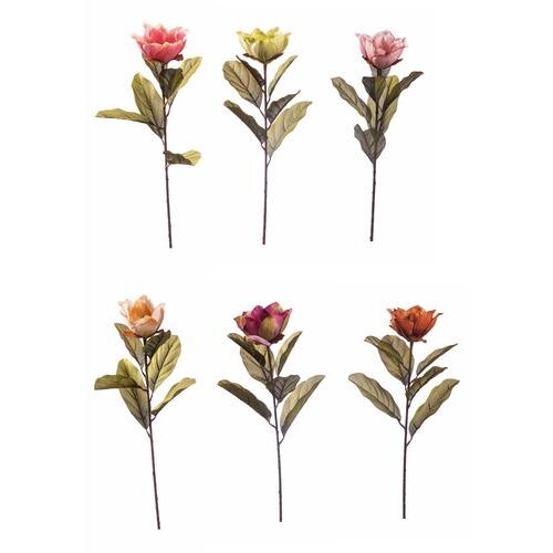  MAGNOLIJA 68CM SORTO 67385 Slike