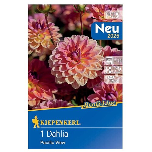KIEPENKERL Profi-Line Dalija Pacific View (Dahlia x Hybrida, Roza) Cijene