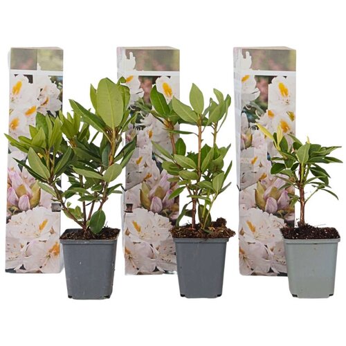 Plant in a Box rododendron - 3 kos - rhododendron 'cunningham's white' - višina 25-40cm - ⌀9cm, (21757518) Cene